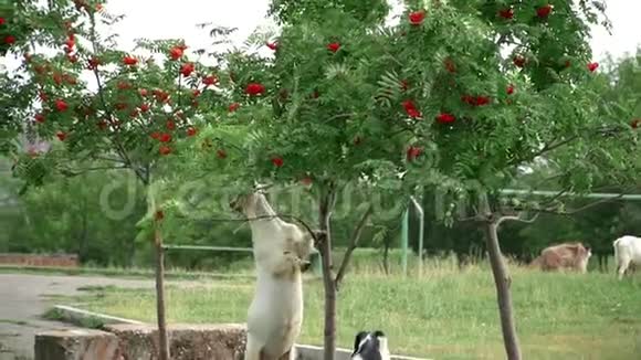 夏天的山羊吃罗文视频的预览图