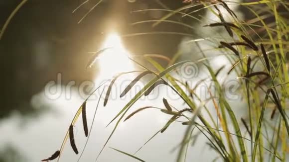 日落时分芦苇在湖或池塘水的背景下缓缓地挥动着视频的预览图