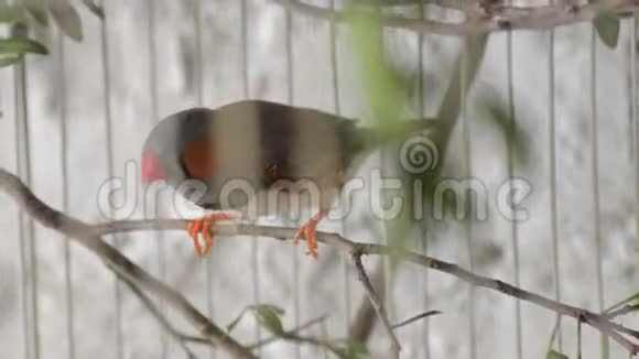木制鸟笼中的鸟视频的预览图