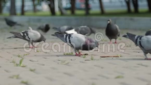 一群鸽子在广场的石板上散步视频的预览图