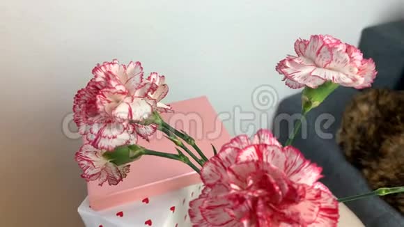 粉红色的康乃馨花束放在花瓶里盒子里的礼物放在圆桌上一只黑猫坐在灰色的沙发上视频的预览图