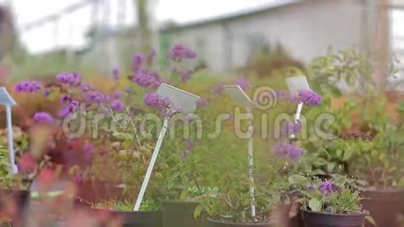 用花盆出售的园艺植物薰衣草视频的预览图