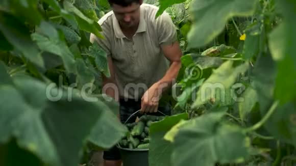 快乐的农夫拿着装满新鲜黄瓜的桶视频的预览图