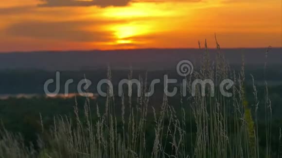 微风拂过成熟的草穗山上的日出视频的预览图
