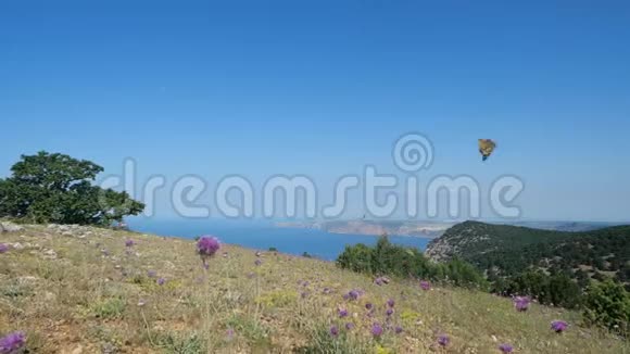 在悬崖和黑海的映衬下美丽的蝴蝶在草地和鲜花上飞舞视频的预览图