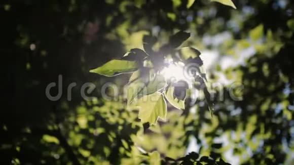 阳光穿过一棵树的绿叶树叶在风中飘动视频的预览图