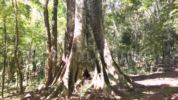 丛林中央的大树视频的预览图