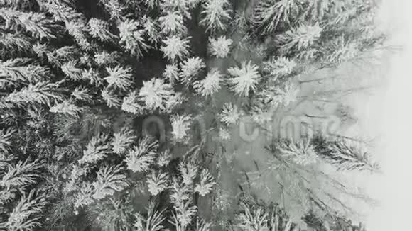 冬季雪云杉林的鸟瞰图顶部视图视频的预览图