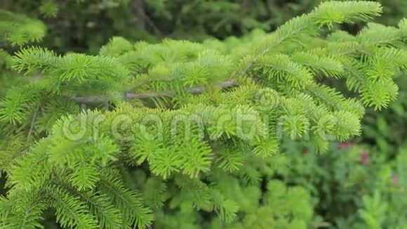 美丽的云杉树枝特写浅绿色美丽的植物自然视频的预览图