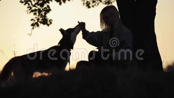 女人和狗在树旁玩耍的剪影和宠物一起享受夏天视频的预览图