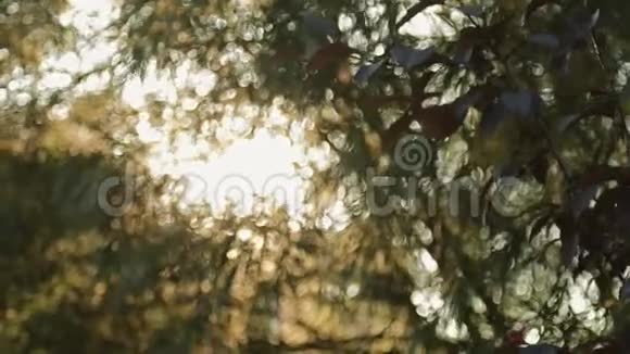 有叶子的自然背景日落光透过树叶视频的预览图