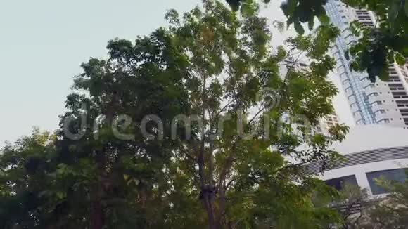 城市风中绿树花弯曲的树冠视频的预览图