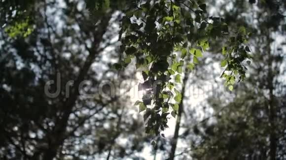 阳光透过树叶过滤视频的预览图