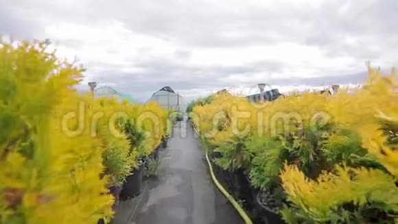 在出售的园艺植物之间开辟道路视频的预览图