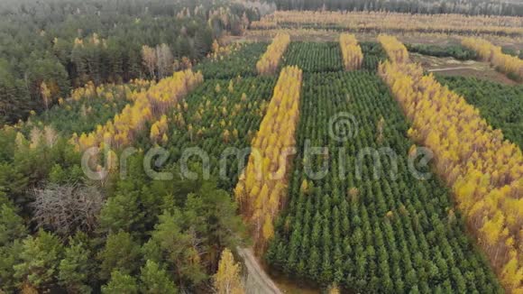 在黄桦和绿云杉的森林种植园上空飞行美丽的秋林视频的预览图