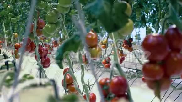 温室里新鲜成熟的西红柿种植红绿西红柿的绿化设备视频的预览图