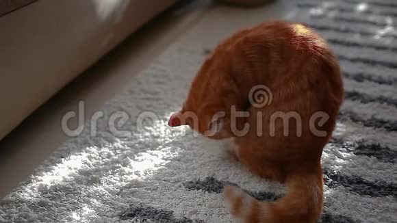 姜猫坐在家里的地板上打扫自己宠物舔和照顾它的头发视频的预览图