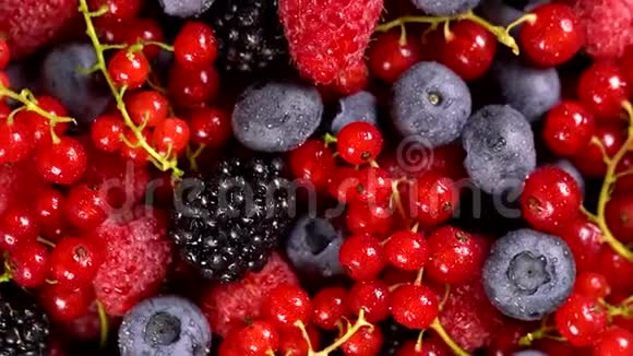 新鲜的覆盆子黑莓红醋栗和蓝莓视频的预览图