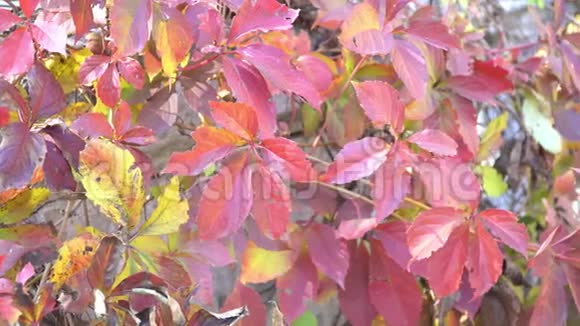 秋天的黄红绿叶在树上秋风吹过树叶森林里和森林里的金秋视频的预览图