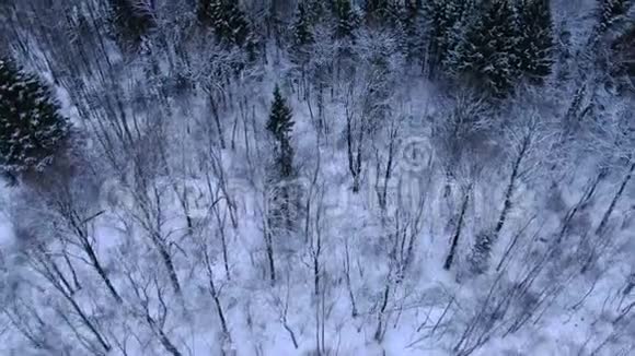 在阳光明媚的一天在大雪中飞越冬林树冠的空中景色视频的预览图