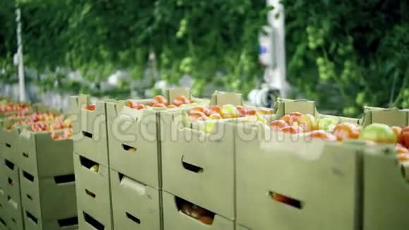 装有西红柿的箱子正在绿色植物中运输视频的预览图