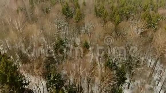 阳光明媚的一天在大雪纷飞的冬季森林树冠上的空中景色视频的预览图