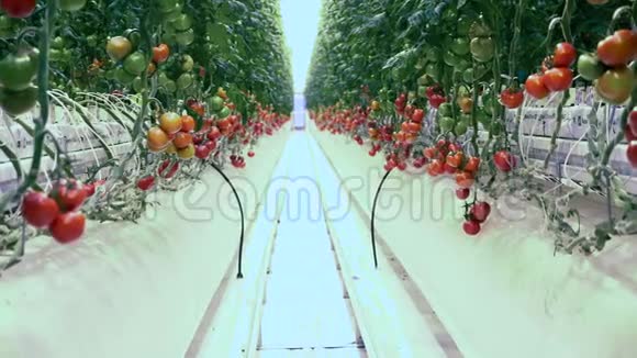 温室里两排西红柿之间的小岛温室里新鲜成熟的西红柿视频的预览图