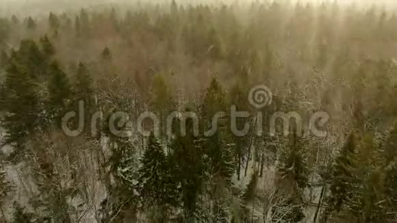 在阳光明媚的一天在大雪中飞越冬林树冠的空中景色视频的预览图