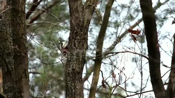 一只长着红色羽毛的大斑点啄木鸟在阳光明媚的春天坐在树上视频的预览图