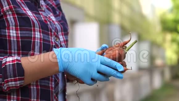 一个戴着蓝手套的女孩园丁手里拿着刚挖好的胡萝卜视频的预览图