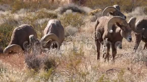 沙漠大角公羊一起放牧视频的预览图