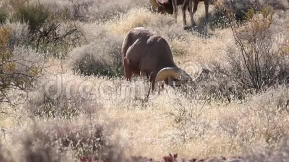 一只大角羊在干燥的冬草中吃草视频的预览图