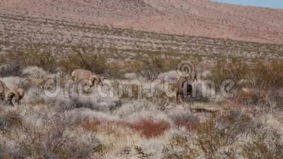 沙漠中的大角羊在火葬草丛中放牧视频的预览图