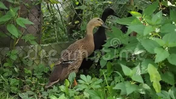 鸭子妈妈和花园里的小鸭子视频的预览图