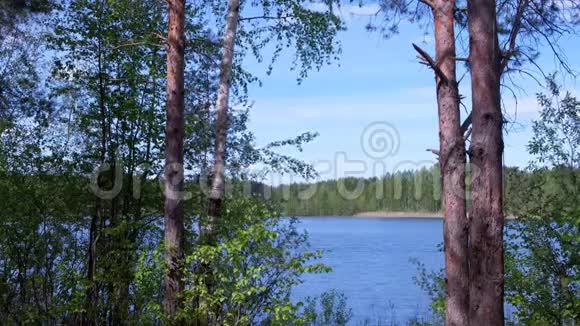 夏季以湖泊和森林为背景的美丽自然景观视频的预览图