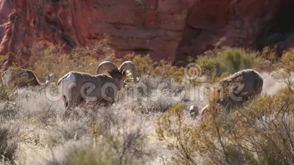 沙漠大角公羊在冬褐草上放牧视频的预览图
