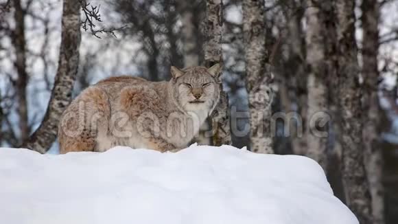 山猫坐在雪地上看着镜头看着冬天的风景视频的预览图