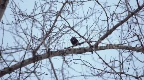 桦树树枝上的黑鸟这只鸟在暴风雪中结冰下雪了天气特点视频的预览图