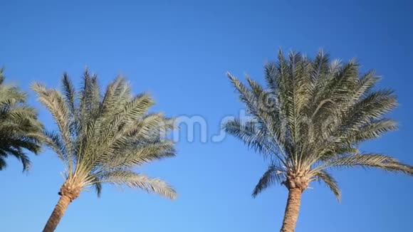 棕榈树对抗蓝天海滩上的棕榈树不错的热带背景一大堆棕榈树和视频的预览图