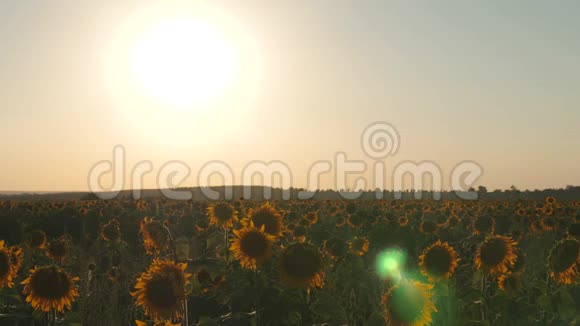 向日葵和种子的茎在阳光下被风抽送夕阳背景下成熟的向日葵黄色田野视频的预览图