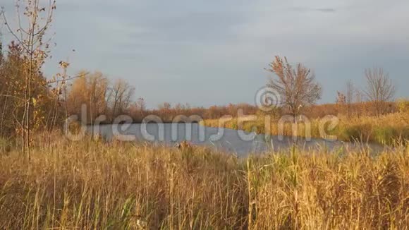 秋湖被干燥的芦苇和青草包围着视频的预览图