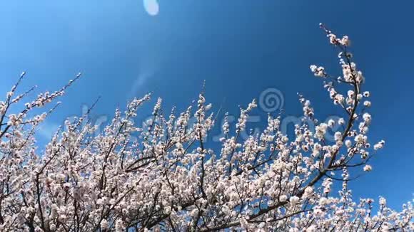 春天的花朵背景在蓝天的背景上开着花的杏子美丽的自然景象盛开的树和太阳耀斑视频的预览图