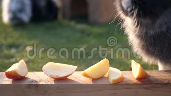 一只灰色的兔子在吃苹果视频的预览图