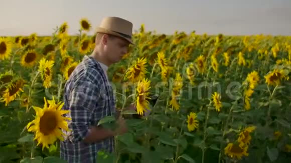 一个戴着帽子和衬衫的农民穿过田野在田野里检查向日葵注意你的收获这就是视频的预览图