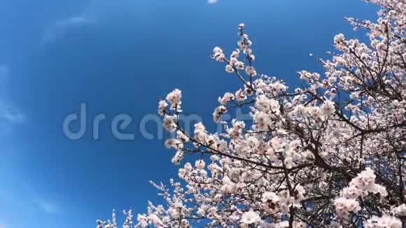 春天的花朵背景在蓝天的背景上开着花的杏子美丽的自然景象盛开的树和太阳耀斑视频的预览图