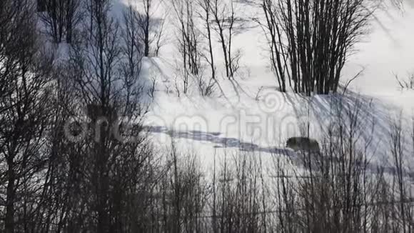 狼在雪域中漫步视频的预览图