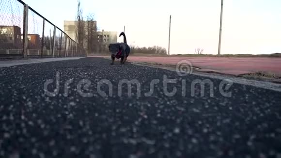 日落时分柏油黑狗在跑步机上奔跑视频的预览图