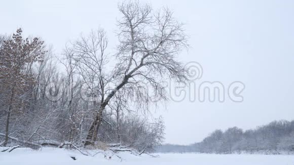 雪花落在一片美丽的白雪覆盖的森林上慢动作视频的预览图