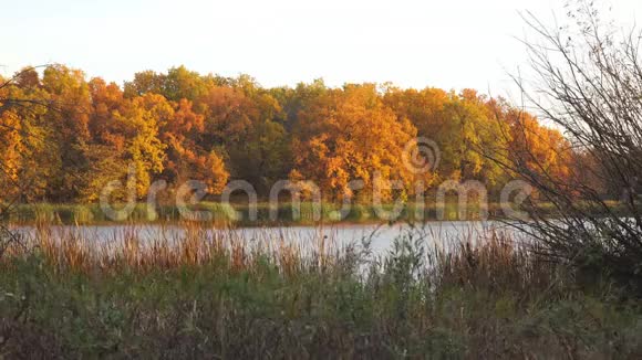 美丽的秋橙黄色的森林在湖岸视频的预览图