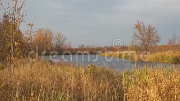 美丽的秋湖被干燥的芦苇和青草包围着视频的预览图